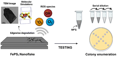 Graphical abstract: 2-D transition metal trichalcophosphogenide FePS3 against multi-drug resistant microbial infections
