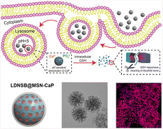 Graphical abstract: Dual-stimuli-responsive nanoparticles for the co-delivery of small molecules to promote neural differentiation of human iPSCs