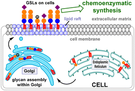Graphical abstract: Glycosphingolipids: from metabolism to chemoenzymatic total synthesis