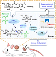 Graphical abstract: Anticancer approach by targeted activation of a global inhibitor of sialyltransferases with acrolein