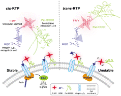 Graphical abstract: Tuning the affinity of probes with transmembrane proteins by constructing peptide-conjugated cis/trans isomers based on molecular scaffolds