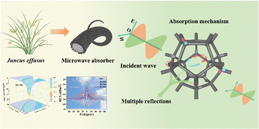 Graphical abstract: Hierarchical porous carbon frameworks derived from Juncus effusus biomass with robust electromagnetic wave absorption properties
