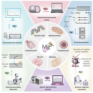Graphical abstract: Biological functions and detection strategies of magnesium ions: from basic necessity to precise analysis