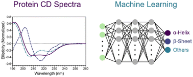 Graphical abstract: Machine-learning-guided identification of protein secondary structures using spectral and structural descriptors