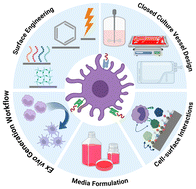 Graphical abstract: Impact of culture vessel materials on biomanufacturing of dendritic cell-based immunotherapies in closed systems