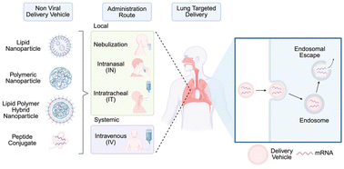 Graphical abstract: Non-viral mRNA delivery to the lungs