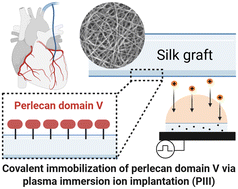 Graphical abstract: Biofunctionalization of electrospun silk scaffolds with perlecan for vascular tissue engineering