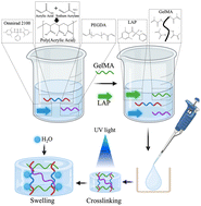 Graphical abstract: Biocompatible composite hydrogel with on-demand swelling-shrinking properties for 4D bioprinting