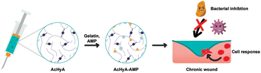 Graphical abstract: Development of a bioactive hyaluronic acid hydrogel functionalised with antimicrobial peptides for the treatment of chronic wounds