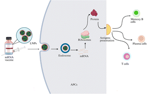 Graphical abstract: Influence of structural modifications in synthetic vectors of lipid adjuvants on mRNA vaccine delivery