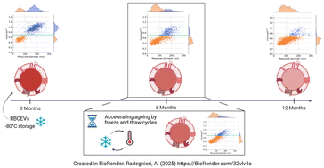 Graphical abstract: Red blood cell-derived extracellular vesicles as biomaterials: the opportunity of freezing-induced accelerated aging
