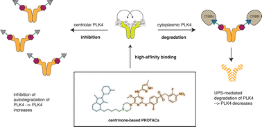 Graphical abstract: Tipping the balance: synthesis and evaluation of centrinone-based degraders of polo-like kinase 4