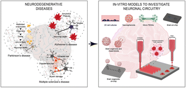 Graphical abstract: Exploring neuronal circuitry in neurodegenerative diseases: from traditional models to cutting-edge techniques