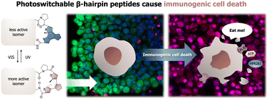 Graphical abstract: In vitro evaluation of the immunogenic potential of gramicidin S and its photocontrolled analogues