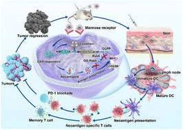 Graphical abstract: Lymph node-targeted metabolic regulatory nanovaccines to boost cancer immunotherapy by potentiating dendritic cell-mediated antigen presentation