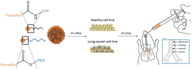 Graphical abstract: Self-assemblies of cell-penetrating peptides and ferrocifens: design and biological evaluation of an innovative platform for lung cancer treatment
