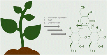 Graphical abstract: Synthesis of poly(3-keto-d-glucal) via conjugate addition polymerization