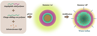 Graphical abstract: Monitoring structural change and drug release of responsive nanoparticles using polarity-sensitive fluorophores