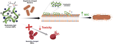 Graphical abstract: Turn-engineering tunes the conformational rigidity of β-hairpin AMPs in achieving membrane selectivity and killing drug-resistant ESKAPE pathogens