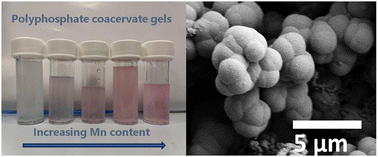 Graphical abstract: Polyphosphate coacervate gels for manufacturing of manganese loaded glass powders and fibres: structural, cytocompatibility and surface bioactivity study