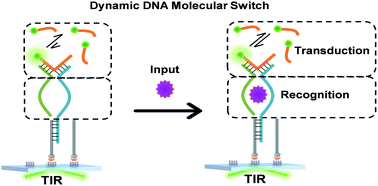 Graphical abstract: Single-molecule dynamic DNA junctions for engineering robust molecular switches