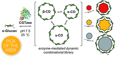 Graphical abstract: Enzyme-mediated dynamic combinatorial chemistry allows out-of-equilibrium template-directed synthesis of macrocyclic oligosaccharides