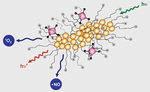 Graphical abstract: A multifunctional nanoassembly of mesogen-bearing amphiphiles and porphyrins for the simultaneous photodelivery of nitric oxide and singlet oxygen