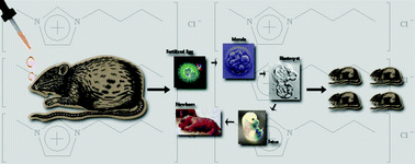 Graphical abstract: Developmental toxicity assessment of the ionic liquid 1-butyl-3-methylimidazolium chloride in CD-1 mice