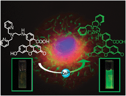 Graphical abstract: Design, synthesis and biological application of chemical probes for bio-imaging