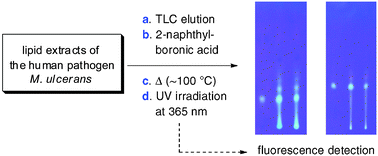 Graphical abstract: Highly sensitive, operationally simple, cost/time effective detection of the mycolactones from the human pathogen Mycobacterium ulcerans