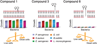 Graphical abstract: Tuning the bactericidal repertoire and potency of quinoline-based amphiphiles for enhanced killing of pathogenic bacteria