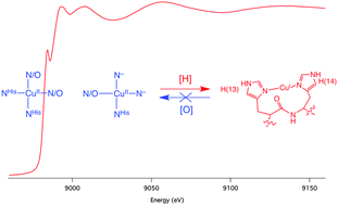 Graphical abstract: Copper ligation to soluble oligomers of the English mutant of the amyloid-β peptide yields a linear Cu(i) site that is resistant to O2 oxidation