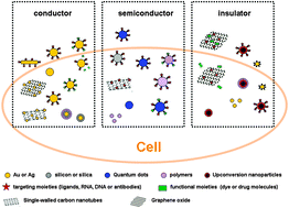 Graphical abstract: Nanoscale optical probes for cellular imaging