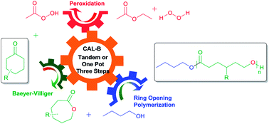 Graphical abstract: Candida antarctica lipase B-catalyzed synthesis of polyesters: starting from ketones via a tandem BVO/ROP process