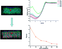 Graphical abstract: Cholesterol affects C60 translocation across lipid bilayers