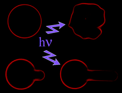 Graphical abstract: Lipid oxidation induces structural changes in biomimetic membranes