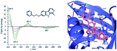 Graphical abstract: Synthesis and serum protein binding of novel ring-substituted harmine derivatives