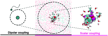 Graphical abstract: Multiscale computational modeling of 13C DNP in liquids
