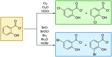 Graphical abstract: Emerging investigators series: comparing the inherent reactivity of often-overlooked aqueous chlorinating and brominating agents toward salicylic acid