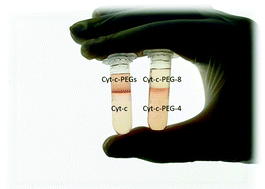 Graphical abstract: Multistep purification of cytochrome c PEGylated forms using polymer-based aqueous biphasic systems