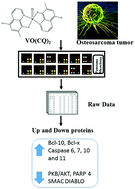 Graphical abstract: Decoding the anticancer activity of VO-clioquinol compound: the mechanism of action and cell death pathways in human osteosarcoma cells