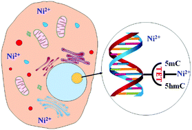 Graphical abstract: Nickel(ii) inhibits the oxidation of DNA 5-methylcytosine in mammalian somatic cells and embryonic stem cells