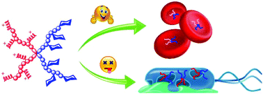 Graphical abstract: Increasing bacterial affinity and cytocompatibility with four-arm star glycopolymers and antimicrobial α-polylysine
