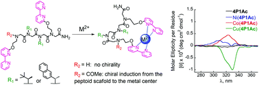 Graphical abstract: Chiral Cu(ii), Co(ii) and Ni(ii) complexes based on 2,2′-bipyridine modified peptoids