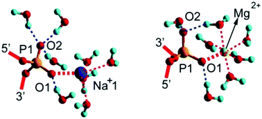 Graphical abstract: Interaction of Na+, K+, Mg2+ and Ca2+ counter cations with RNA