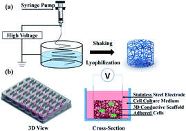 Graphical abstract: The effect of electrical stimulation on cortical cells in 3D nanofibrous scaffolds