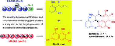 Graphical abstract: Dalmanol biosyntheses require coupling of two separate polyketide gene clusters