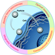 Graphical abstract: Mechanical determination of particle–cell interactions and the associated biomedical applications