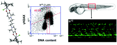 Graphical abstract: Anticancer organorhodium and -iridium complexes with low toxicity in vivo but high potency in vitro: DNA damage, reactive oxygen species formation, and haemolytic activity