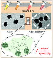 Graphical abstract: Safer-by-design biocides made of tri-thiol bridged silver nanoparticle assemblies